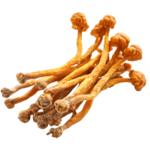 Cordyceps