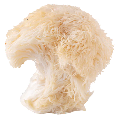 Lion's Mane