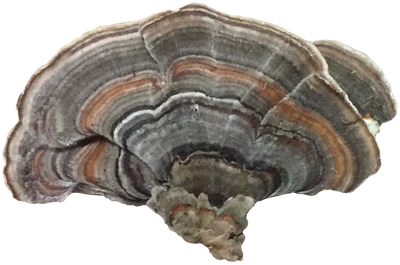 Turkey Tail